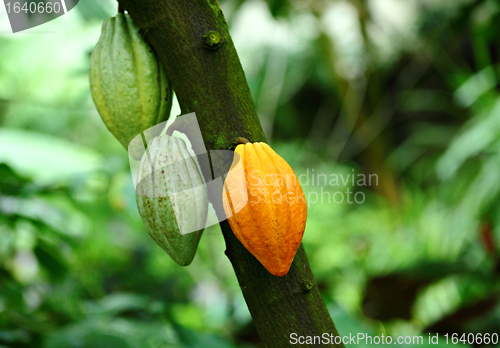 Image of Cocoa pods