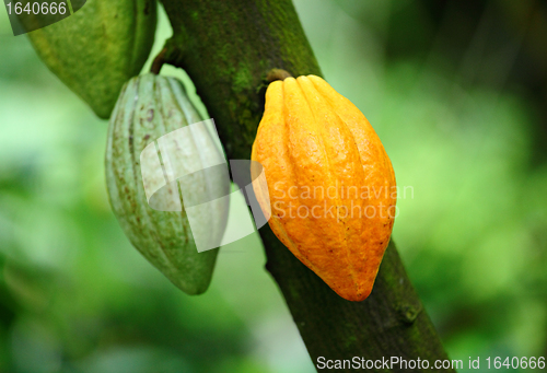 Image of Cocoa pod