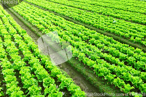 Image of Rows of freshly planted lettuce