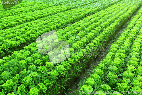 Image of freshly planted lettuce