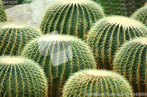 Image of cactus