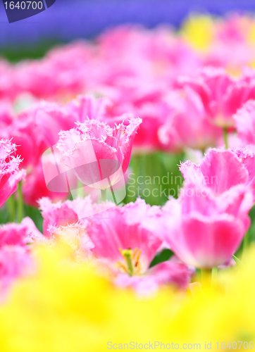 Image of tulip in flower field