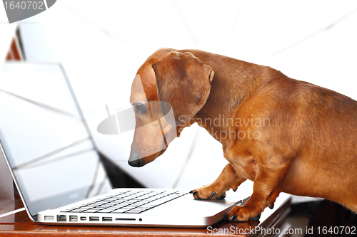 Image of dog using computer