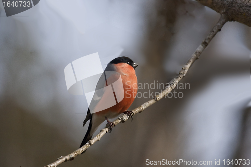 Image of male bullfinch