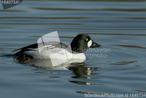 Image of Goldeneye