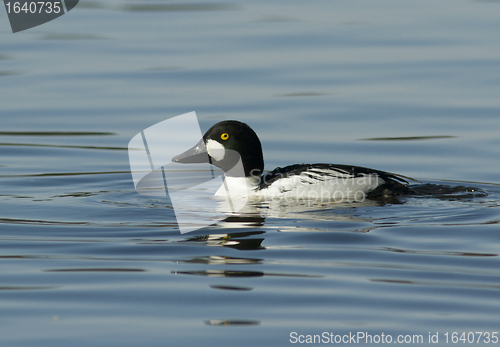 Image of Goldeneye