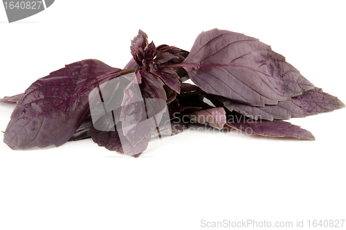 Image of Raw Fresh Basil leafs 