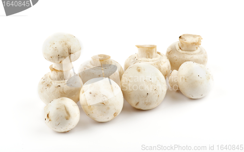 Image of White Champignon Mushroom