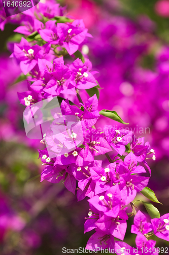 Image of Bougainvillea Flower
