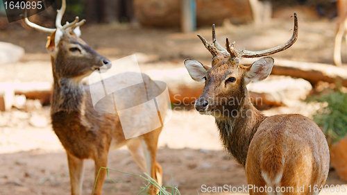 Image of Siamese Eld's deers