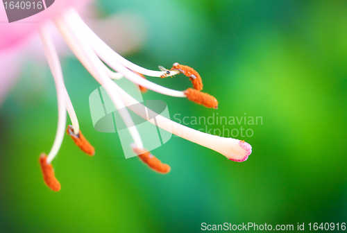 Image of Lily Stamen Macro