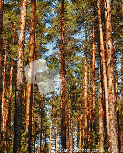 Image of Pine Tree Forest
