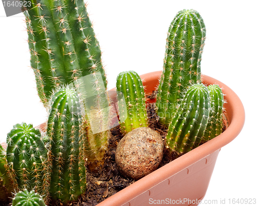 Image of Cactus Pot