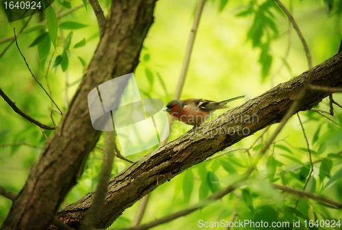 Image of Finch on Tree