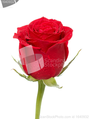 Image of Red Rose Bud