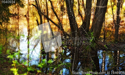 Image of Flooded Forest