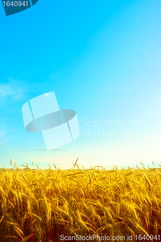 Image of Golden Wheat