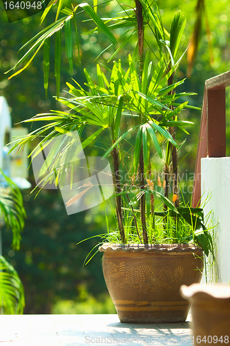 Image of Green Plants