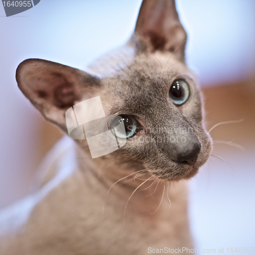 Image of Hairless Cat