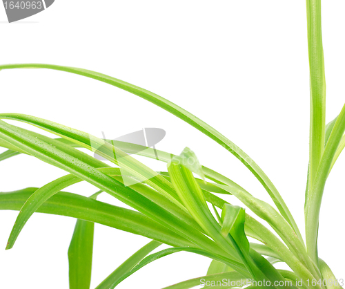 Image of Green Leaves