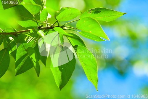 Image of Green Leaves