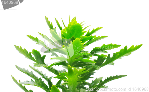 Image of Green Leaves
