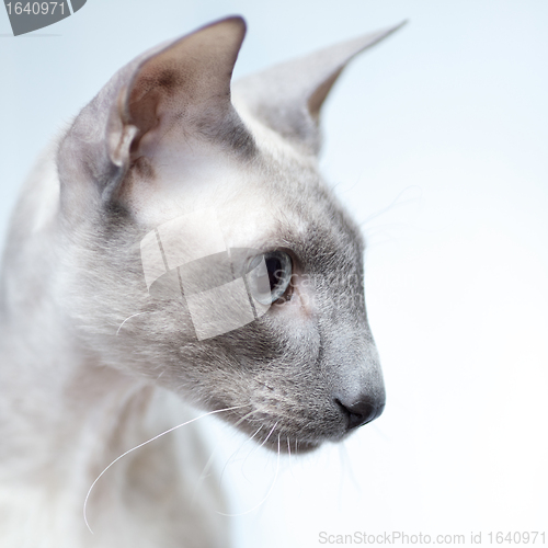 Image of Hairless Cat