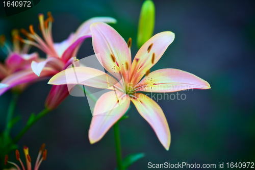 Image of Pink Lilies