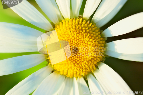 Image of White Camomile