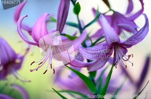 Image of Purple Lilies
