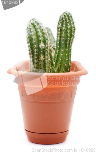 Image of Cactus Pot