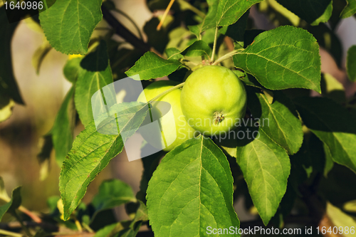 Image of Fresh Green Apples