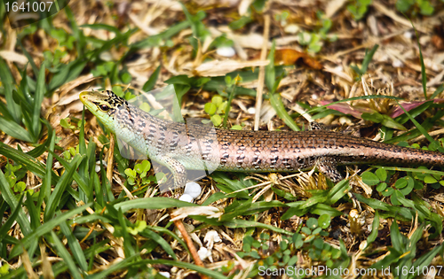Image of Small Skink