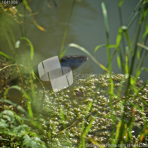 Image of Singing carp fish coming out of the water