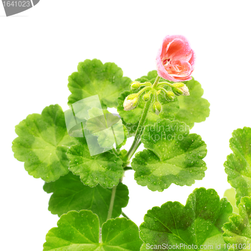 Image of Geranium Flower