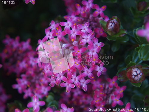 Image of purple flowers