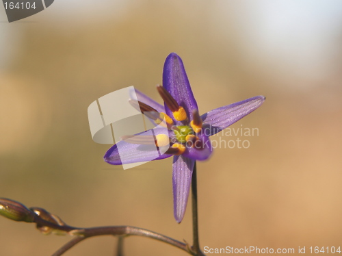 Image of single flower
