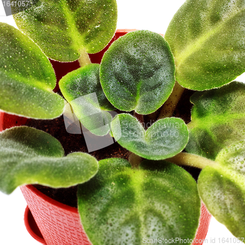 Image of Home Plant