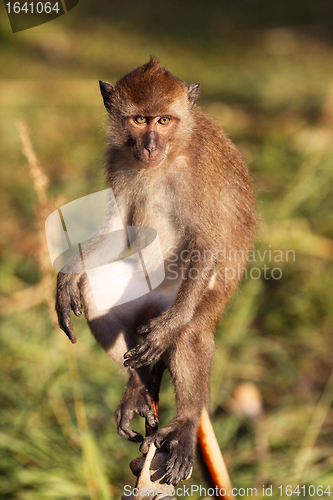 Image of Macaque Monkey