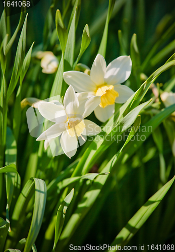 Image of Bright Daffodils