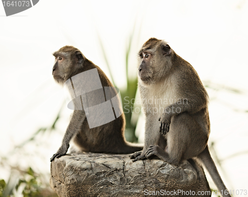 Image of Macaque Monkey