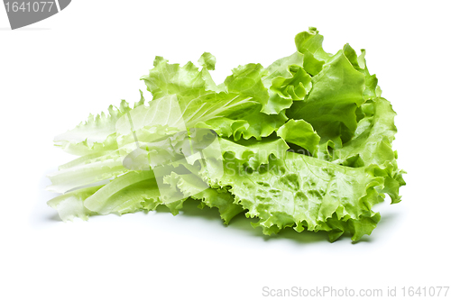 Image of Green Lettuce