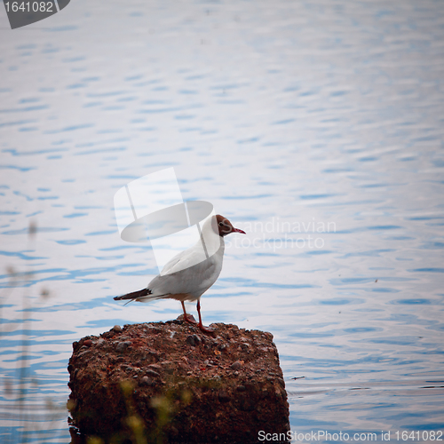 Image of Seagull Sitting on a Rock