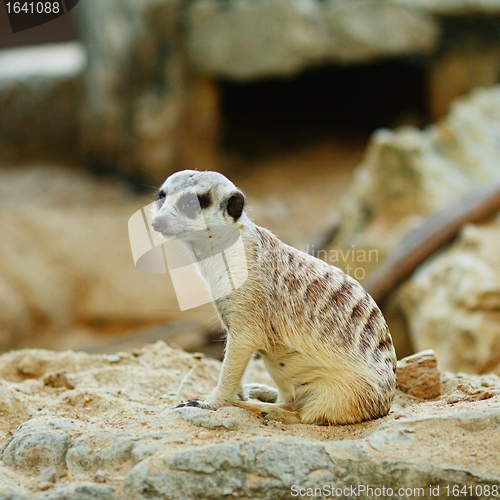 Image of Suricate