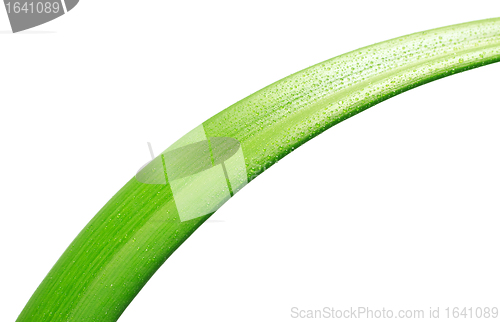 Image of Green Leaf