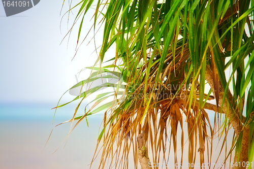 Image of Palm on a Beach