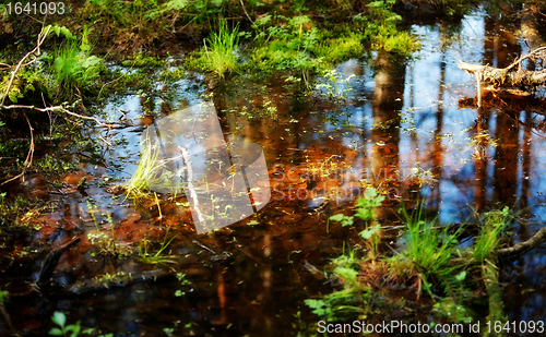 Image of Pool in Forest
