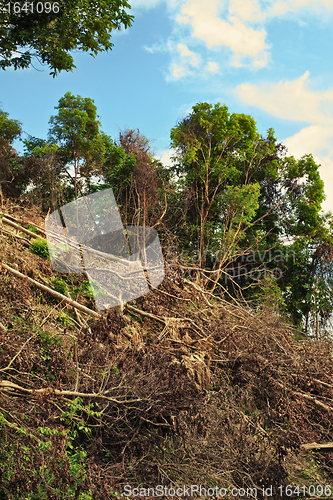 Image of Thai Jungle