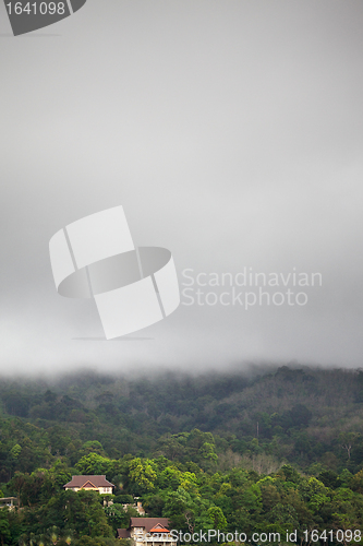 Image of Forest Under Rain