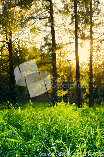 Image of Pine Forest